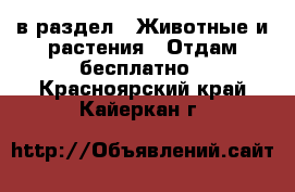  в раздел : Животные и растения » Отдам бесплатно . Красноярский край,Кайеркан г.